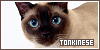 Tonkinese cat Fanlisting